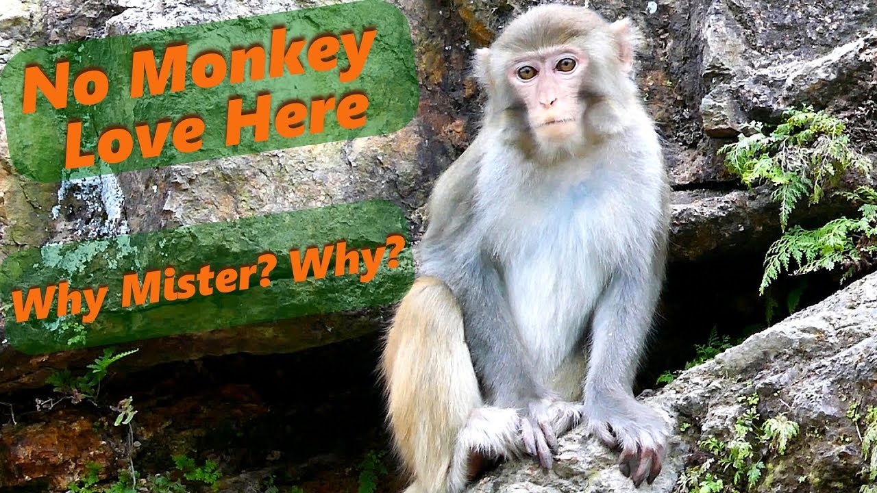 No Monkey Love Here | Aggressive Unfriendly Dog | A Big Stick | Why Mister Why?? | Leave Us in Peace