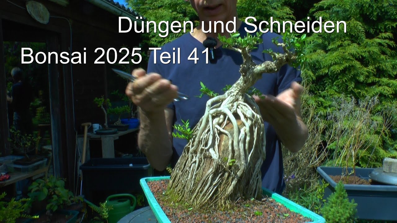 Bonsai 2025 Teil 41 Düngen und Lonicera schneiden