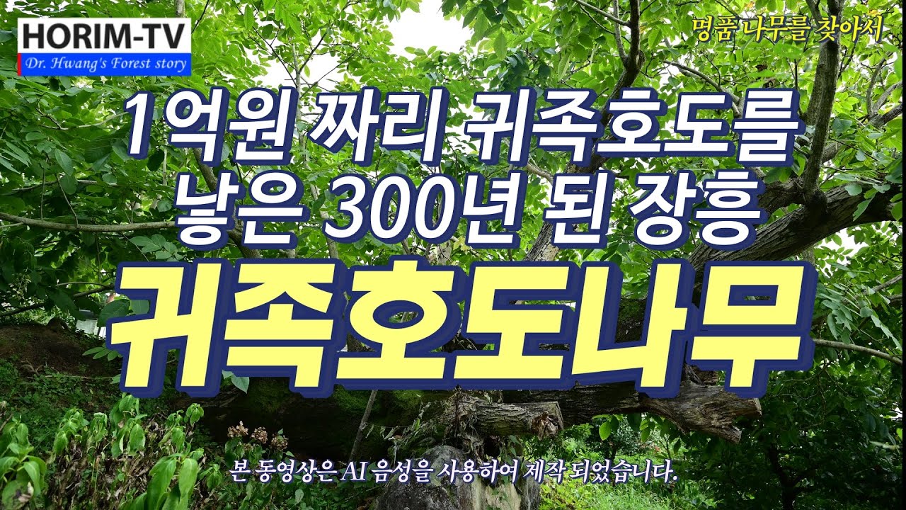 300년 된 장흥 귀족호도나무, 숲 전문 HORIM-TV