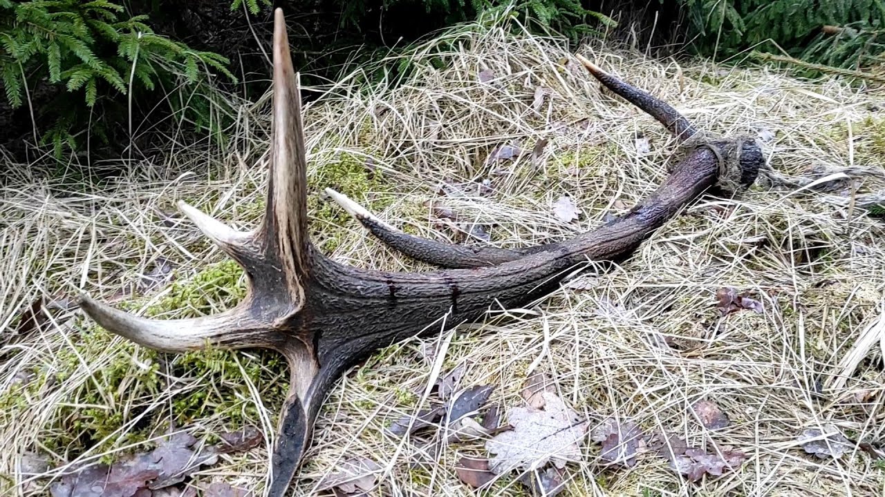 Huge red stag antlers find with a rope wrapped around one of them / Zrzuty jelenia, mega para