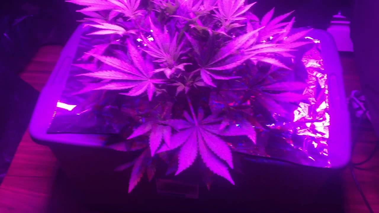 bubbleponics mars hydro led week 5