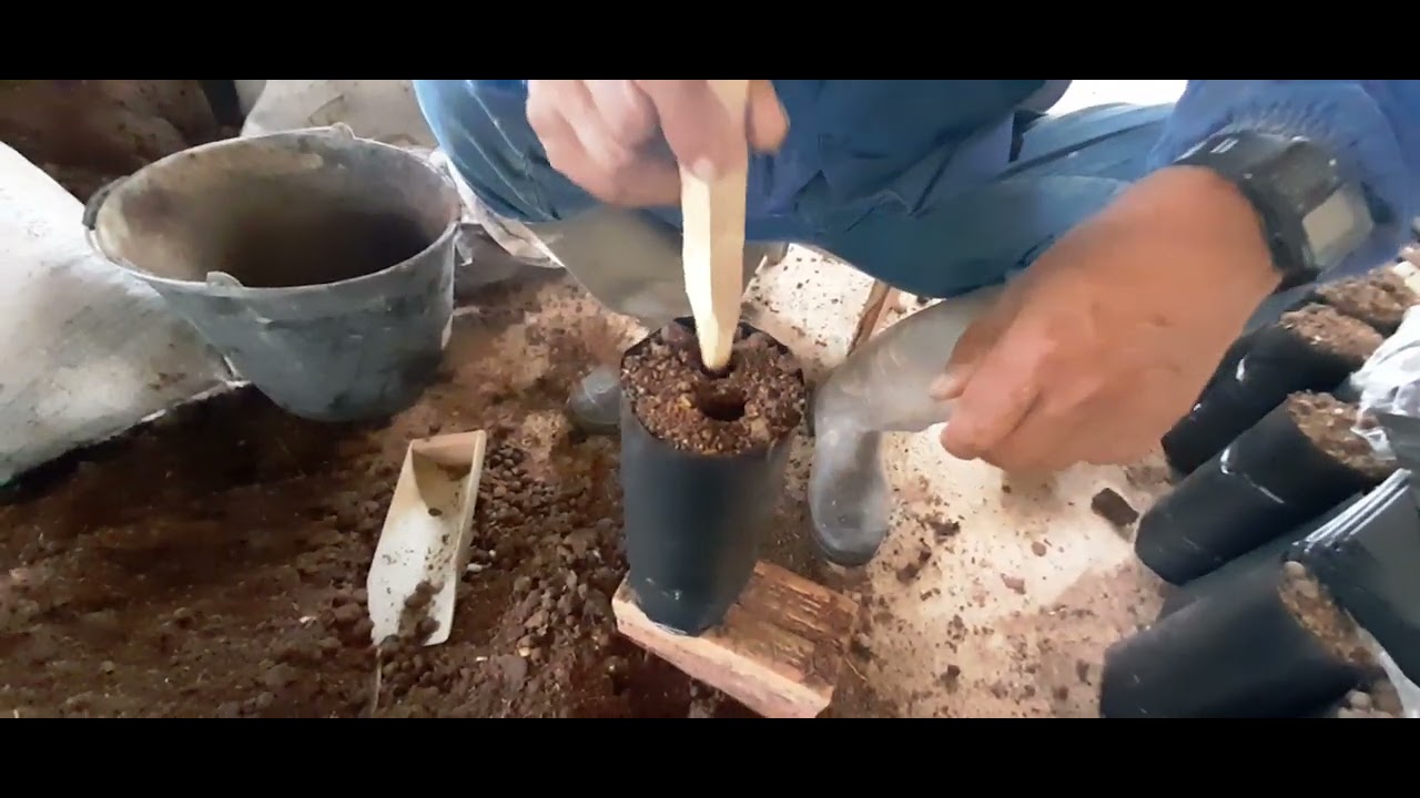 como plantar as sementes de açai nos sacos.