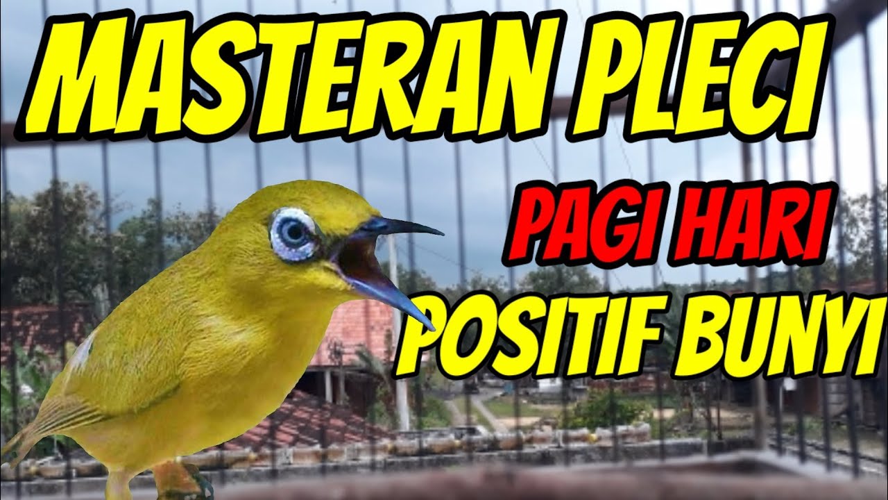 masteran pleci koloni pagi hari positif nyaut, MASTERAN PLECI PAGI HARI AGAR CEPAT BUKA PARUH
