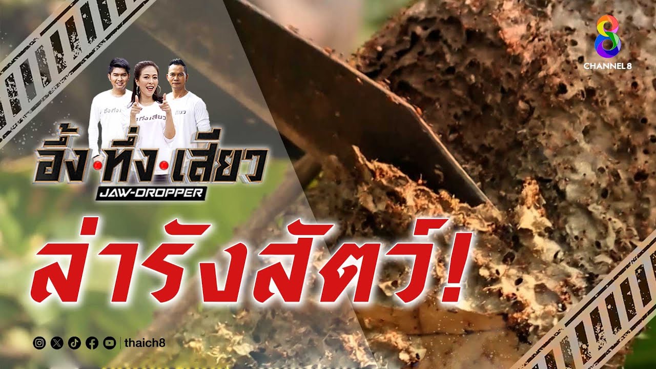 ล่ารังสัตว์! | อึ้ง ทึ่ง เสียว