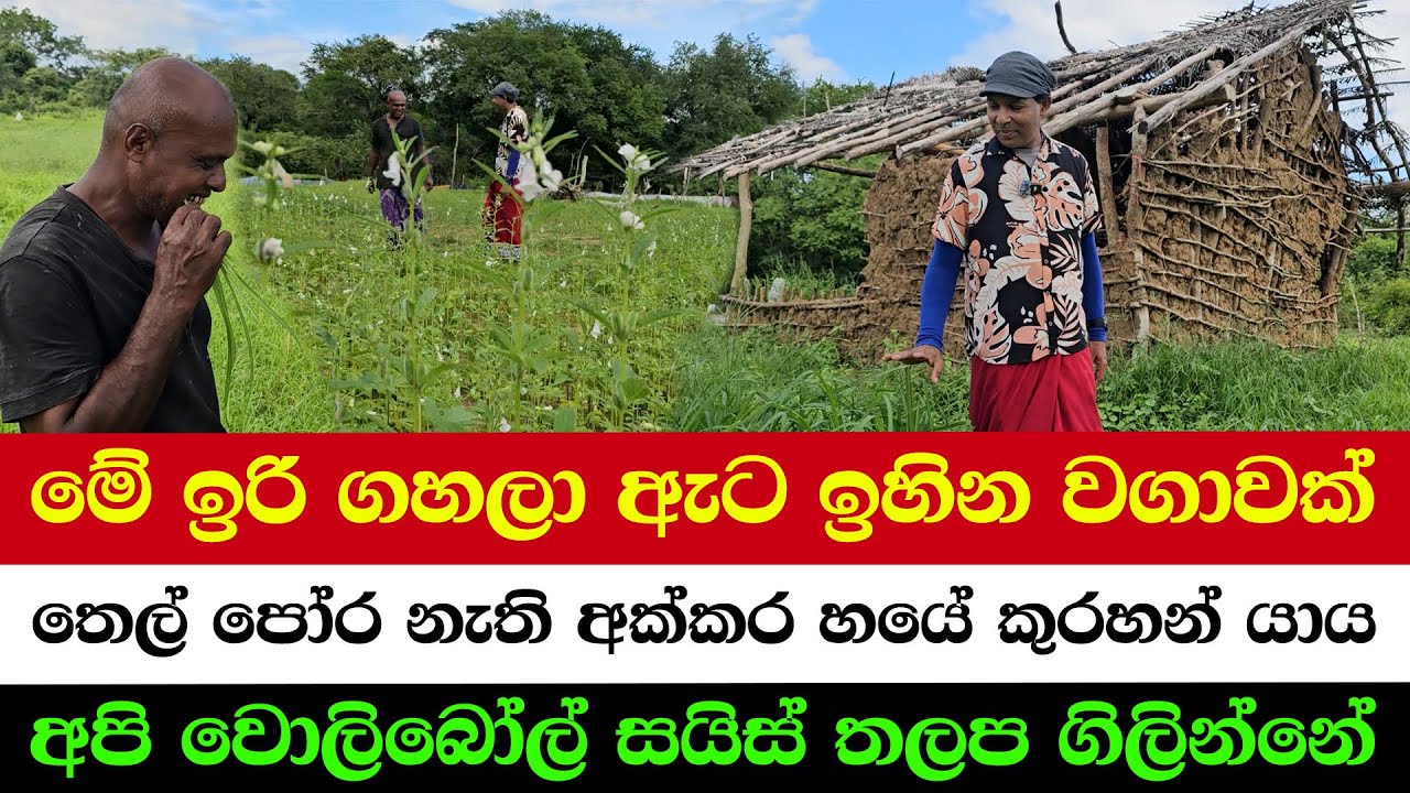Traditional Seed Sowing on Soil Lines | No Fertilizer. No Chemicals. Just Grain