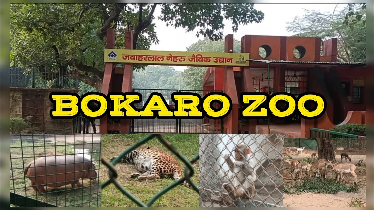 Bokaro Zoo 🫎🐵🐯 || Bokaro || Video || Vlog #vlog #video #zoo #bokaro 
