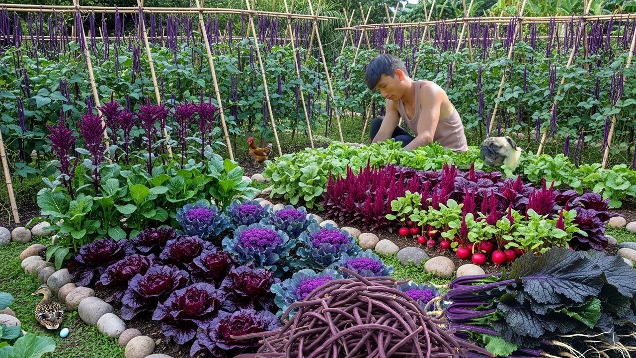 Chairman Trieu Harvests Mustard Green, Yardlong Bean To Sell & Use For Cooking, Build The Dream Farm