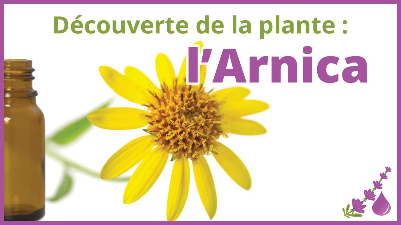 L'Arnica - la plante des premiers secours - Dr Françoise Couic Marinier