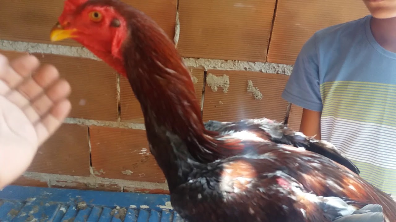 Barbela dupla,crist&atilde; bola e ervilha, entre outras coisas do canal