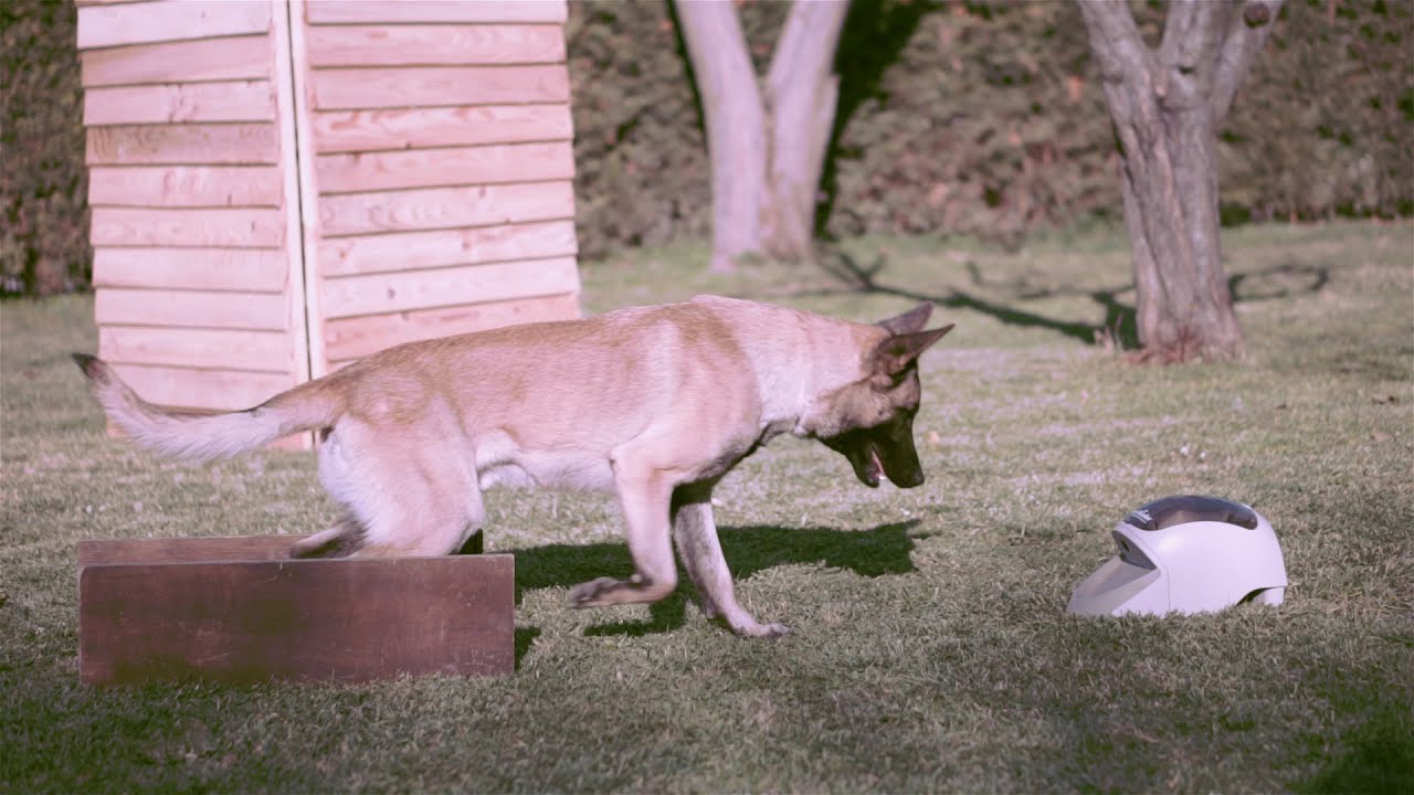 How to teach: blind search, hold and bark for IPO, through  operant conditioning, dog training
