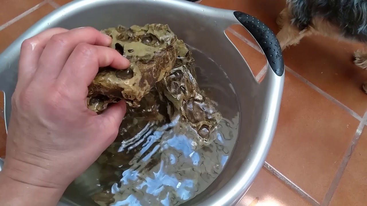 roca dragon y cambio de agua