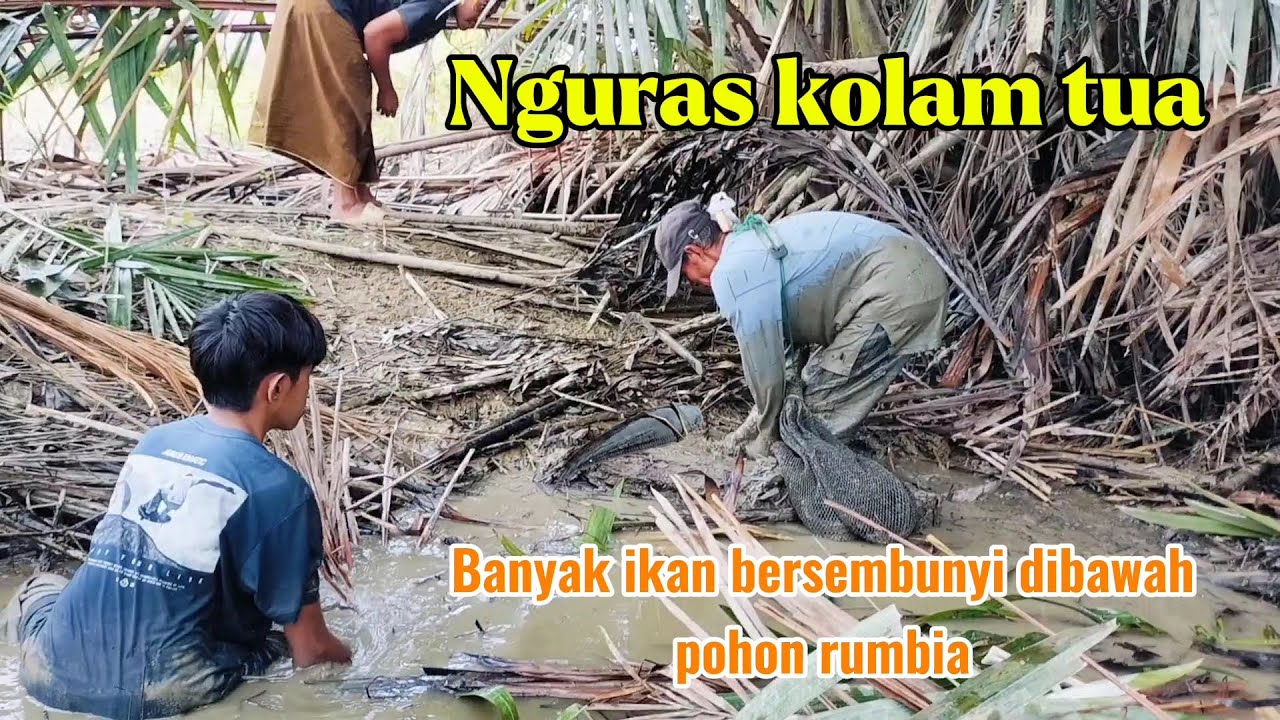 Nguras ikan di kolam setelah di landa banjir bandang. Hasil nya luar biasa mantap