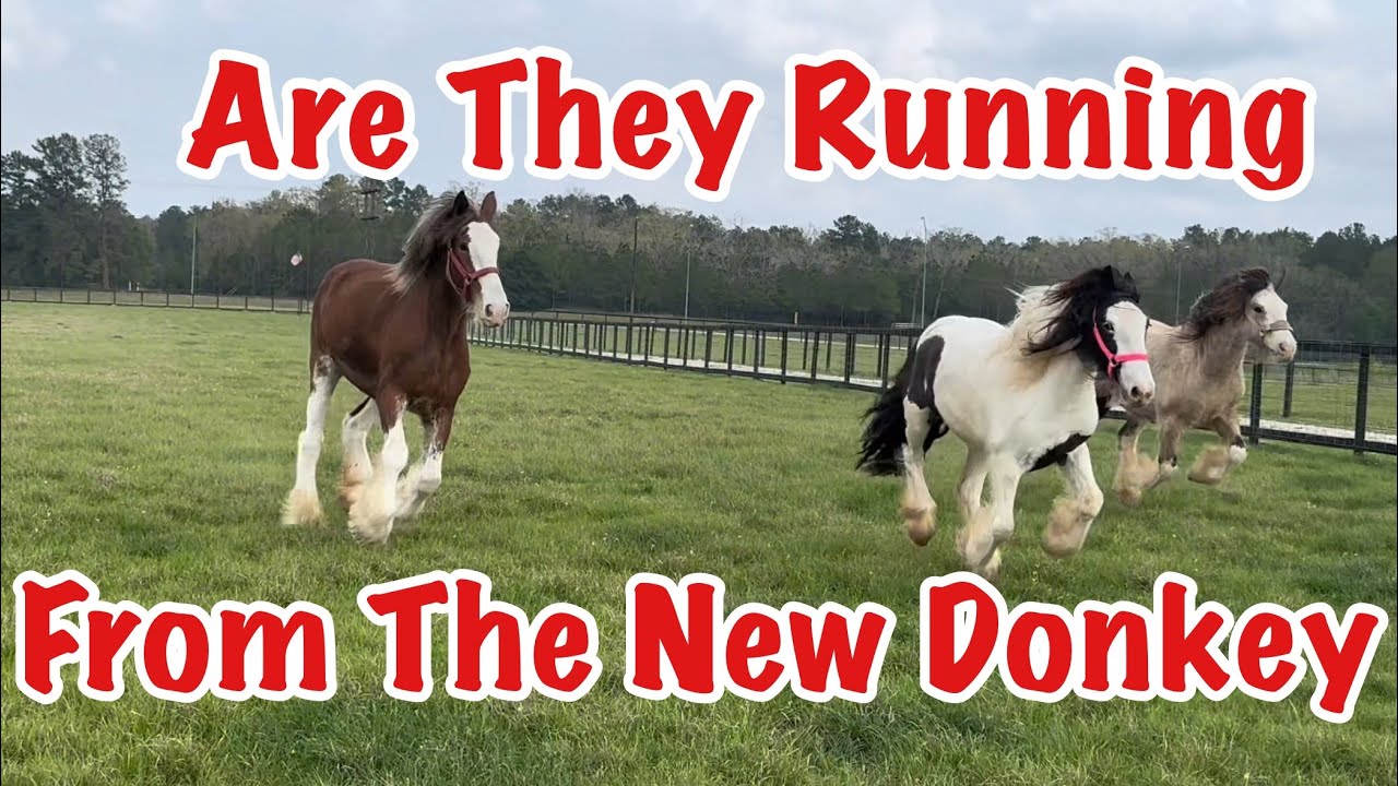 Introducing Roman & Rita to Our Newest Horses : Someone’s In Love and Who’s The New Donkey?