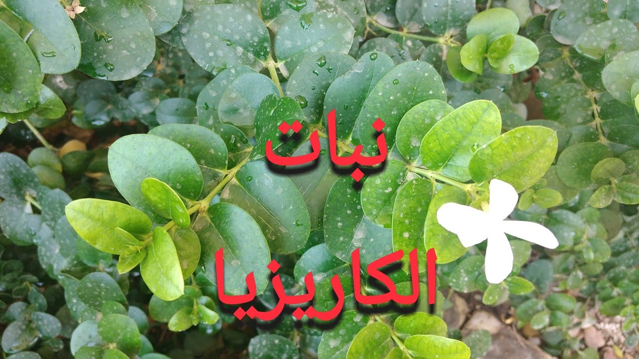 العنايه بنبات الكاريزيا