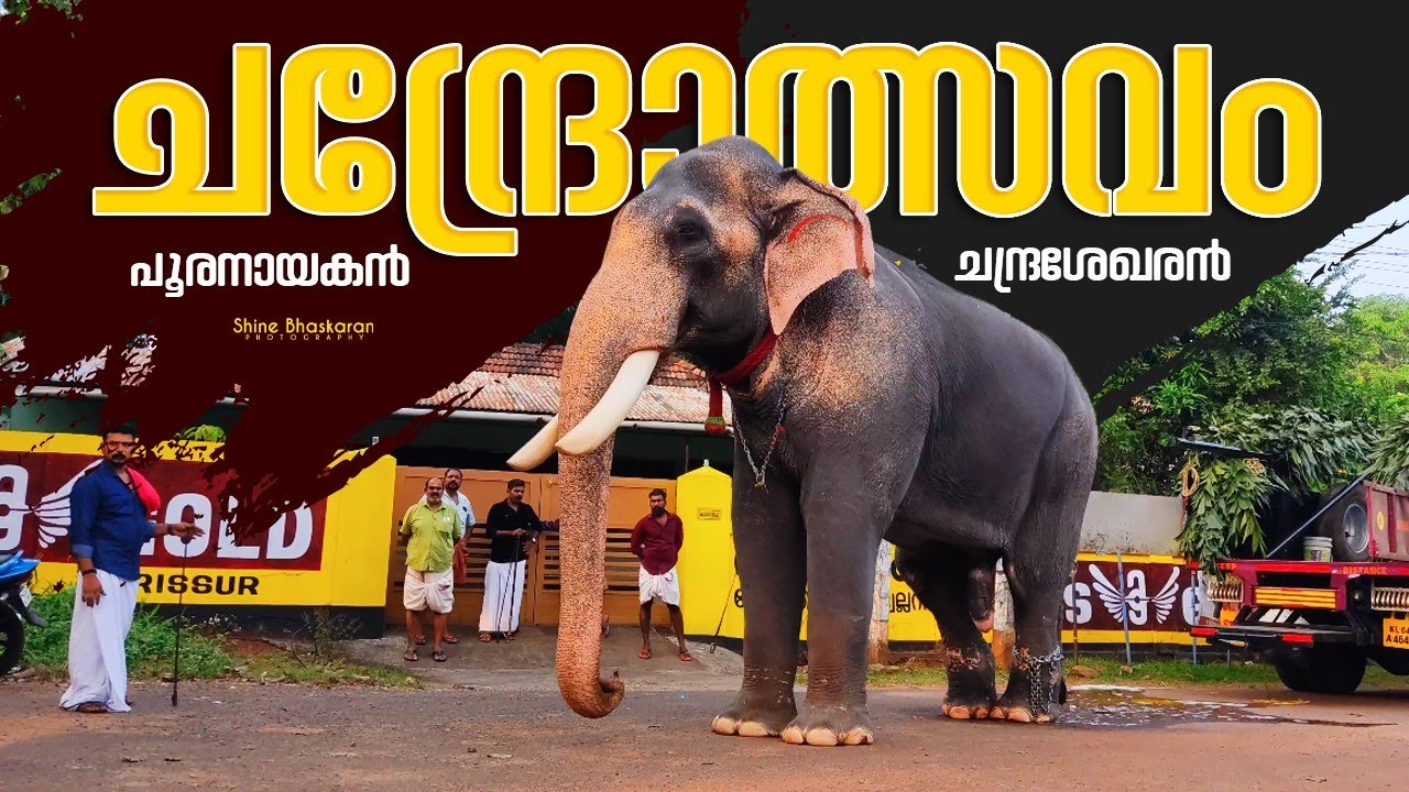 Thiruvambadi Chandrasekaran Ready To Festival | Thiruvambadi Chandrasekaran & Maheshettan | Chandu