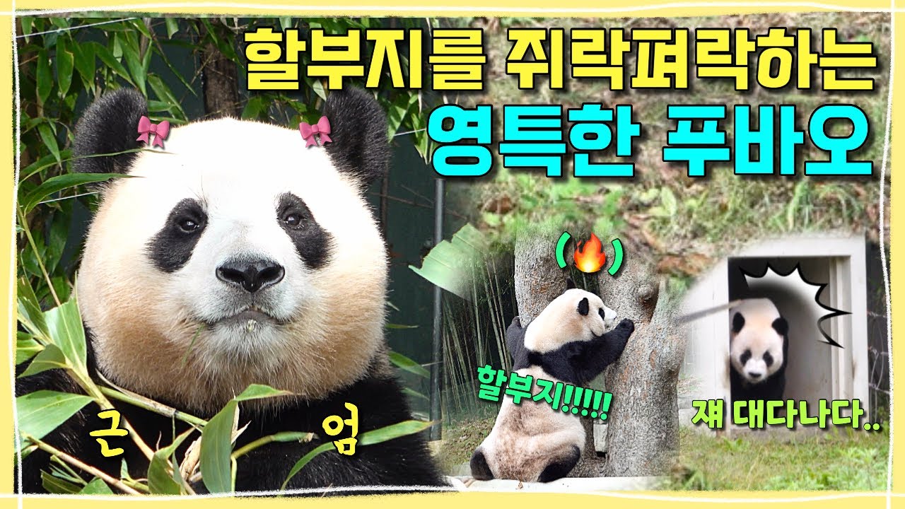[ep.205] 너무 영리해서 할부지를 오라가라(?) 쥐락펴락하는 푸바오 공주님🎀 (이게 다 할부지들과의 완벽한 교감 덕분💕)ㅣ러바오의 뚱땅뚱땅 퇴근ㅋㅋㅋㅣ에버랜드 판다월드