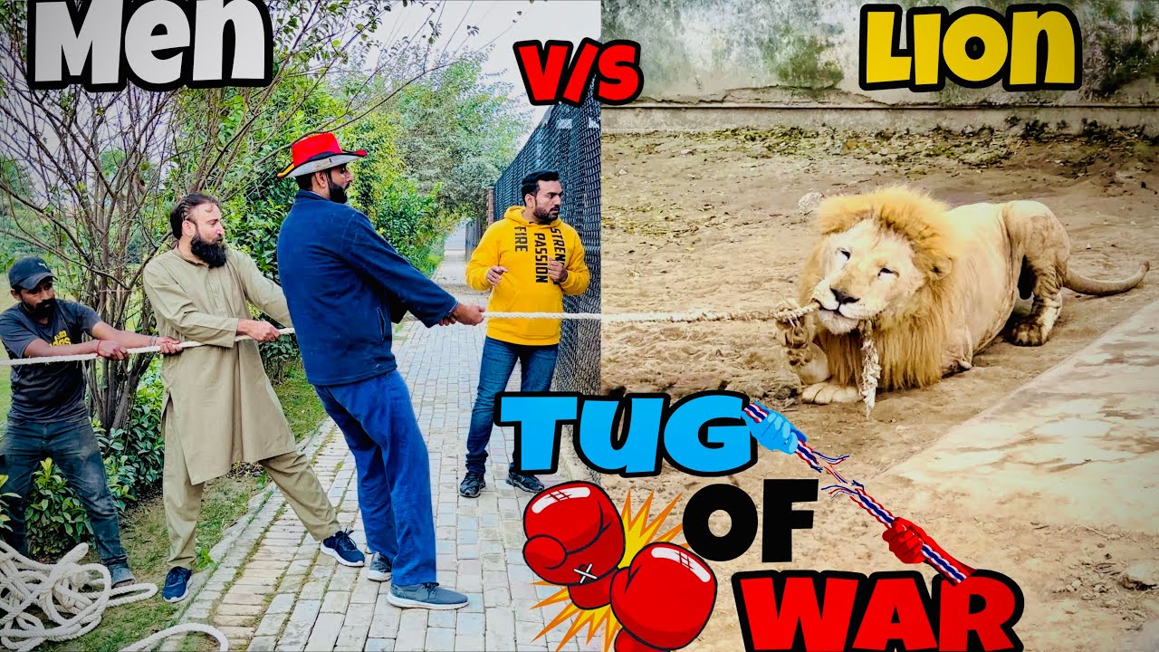 5 men’s vs 1 lion tug of war 👊🏼💪🏻🦁