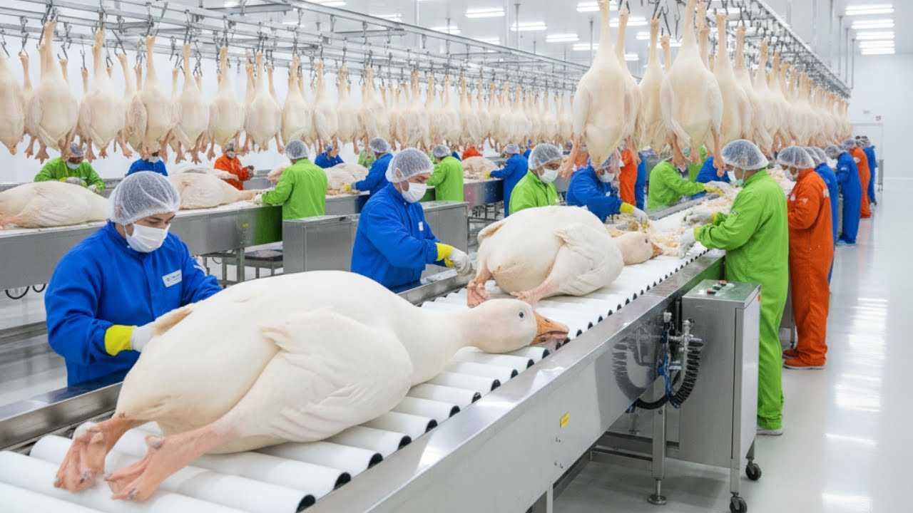 nside the Goose & Duck Down Factory 🪶  From Farm to Pillow &ndash; The Hidden Process of Comfort