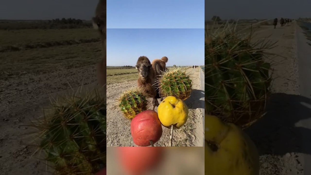 camel is eating cactus and apple