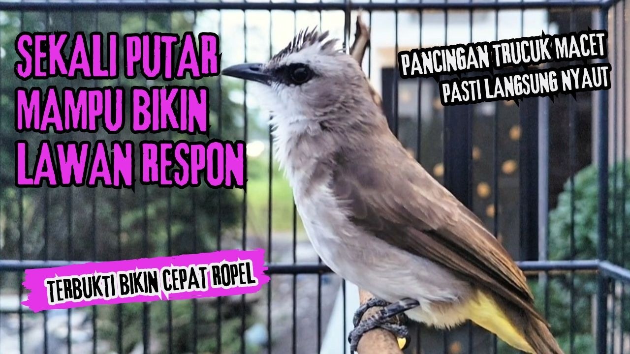 Trucukan Gacor ROPEL PANJANG Saat Subuh COCOK untuk Pancingan Trucuk BAHAN dan MASTERAN TRUCUK Paud
