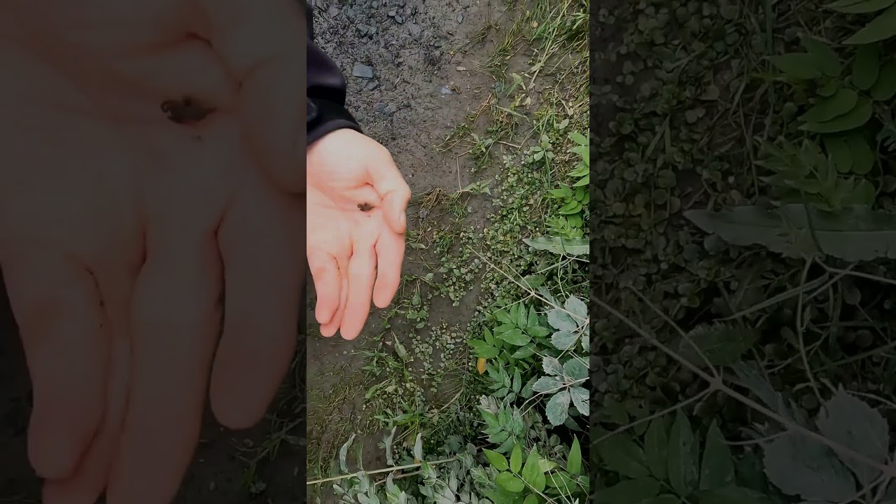 Toads on the Road Part 1  #animal #natgeophotography #wildlife