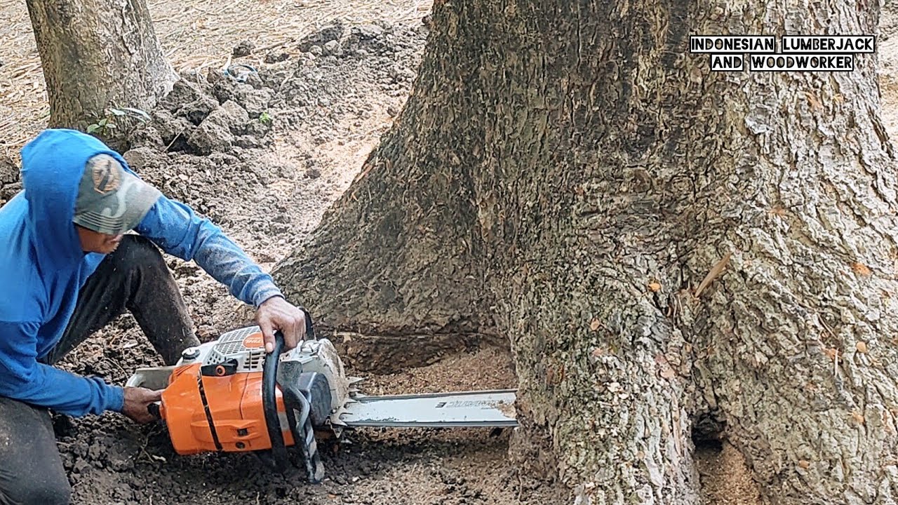 Strong... as a Rock!! Stihl ms 881 vs Huge tree.