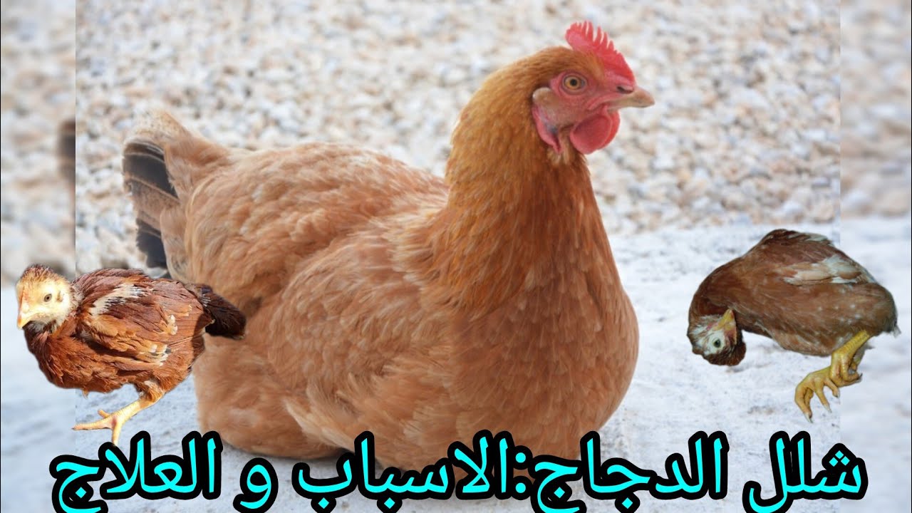 شلل الدجاج/ الاسباب و العلاج