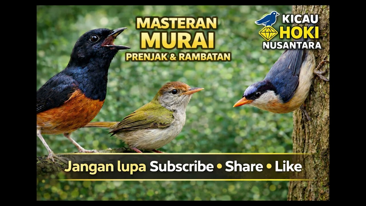masteran murai rambatan dan prenjak
