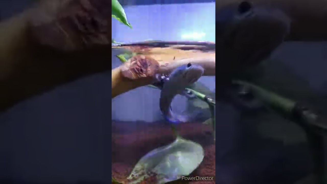 ikan chana blue pulcra 