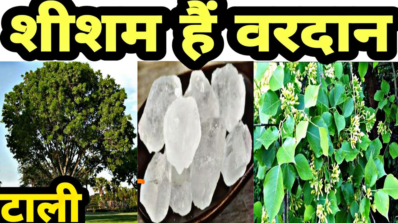 भारतीय शीशम || शीशम के औषधिय गुण || Medicinal Benefits of Shisham