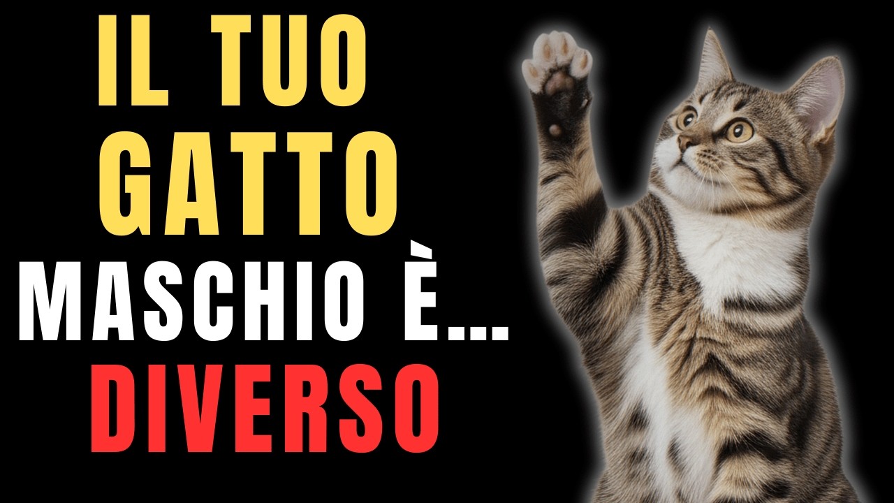 Cosa Nasconde il Tuo GATTO MASCHIO: 12 Segreti che i Proprietari Scoprono Troppo Tardi