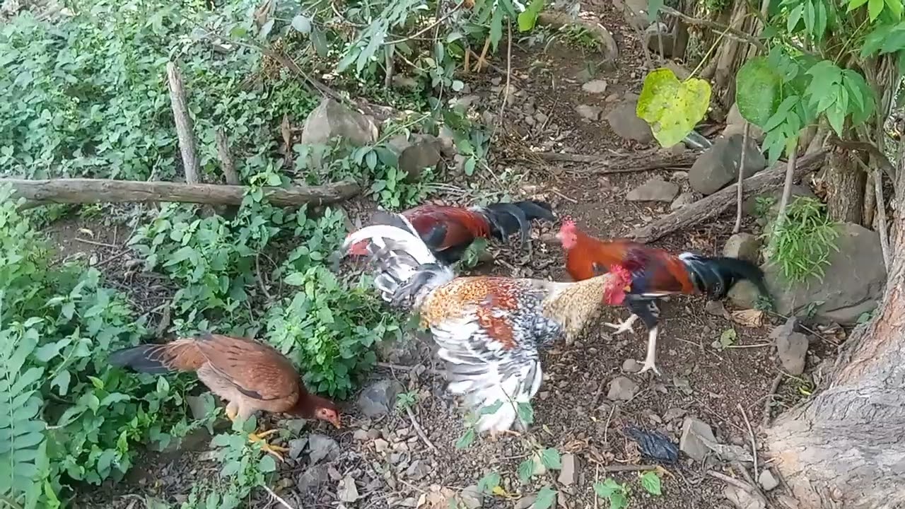 El criadero alimentación y crianzas 🐓