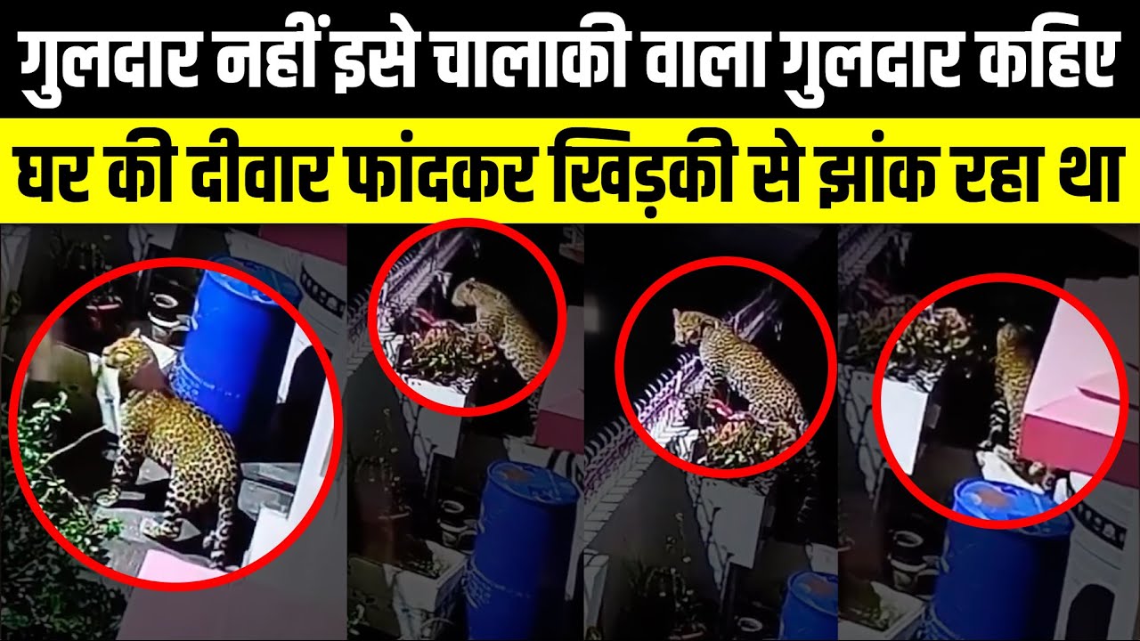 गुलदार नहीं इसे चालाकी वाला गुलदार कहिए | Guldar Terror | Uttarakhand News