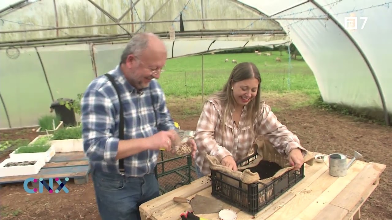 #26 Como cultivar TIRABEQUES en cajas RECICLADAS #llevotealguertu