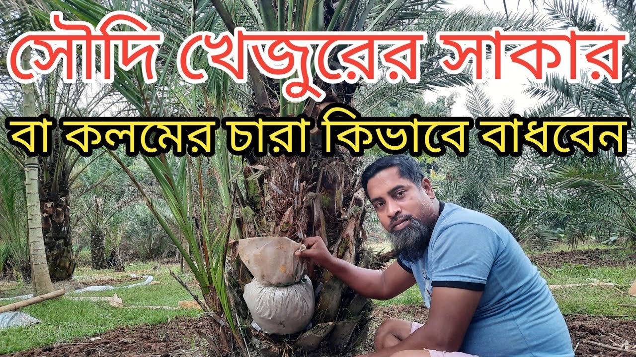 সৌদি খেজুর চাষ পদ্ধতি/সৌদি খেজুরের সাকার বা কলমের চারা কিভাবে বাধবেন