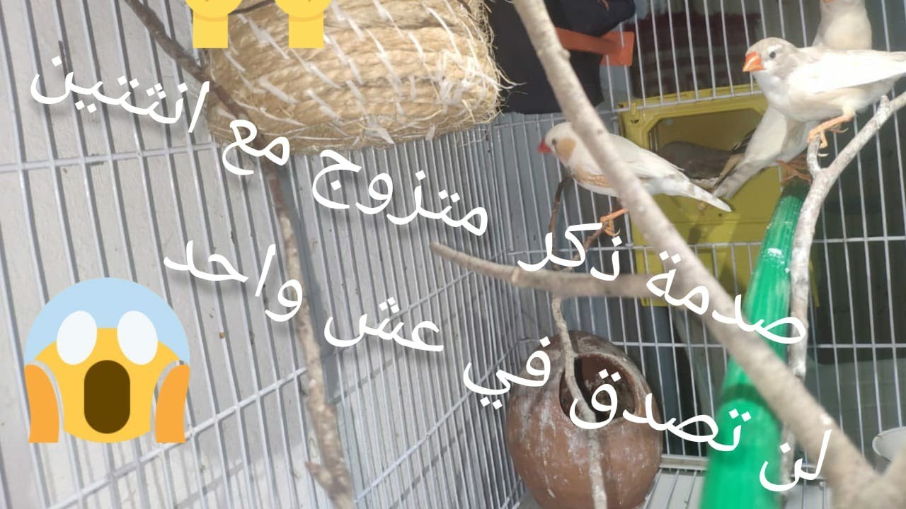 أول تجربة في التربية الجماعية لي طيور زيبرا 😍 وصدمة دكر متزوج مع انتيين 😱🤔 #مملكة_زيبرا💕