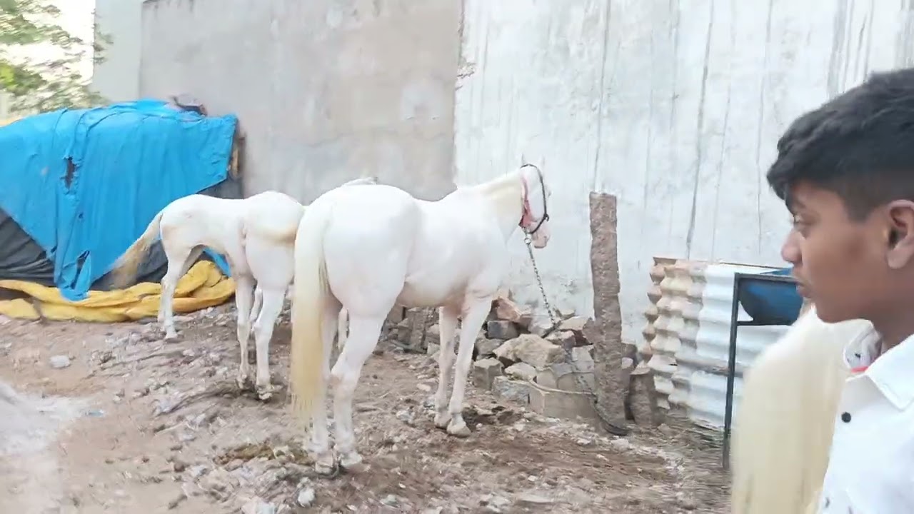 Function horse