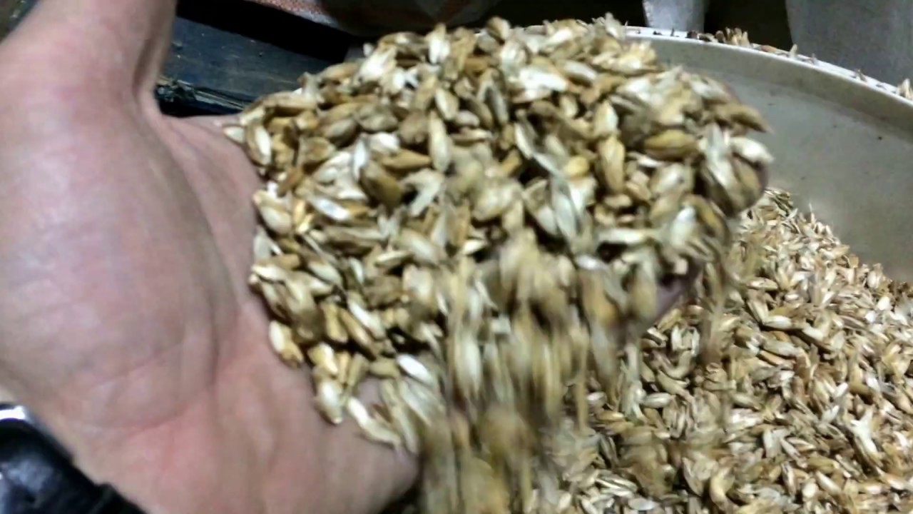 Czyszczenie Zboża Wialnia Orkisz Czyszczenie z Plew Separator do Zboża 5 t/h