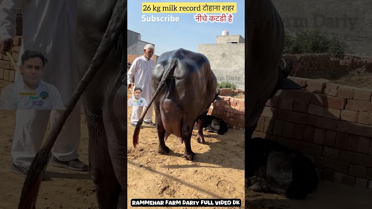 Would Top Murrah Buffalo #shortsvideo #farming #buffalow #viralvideo