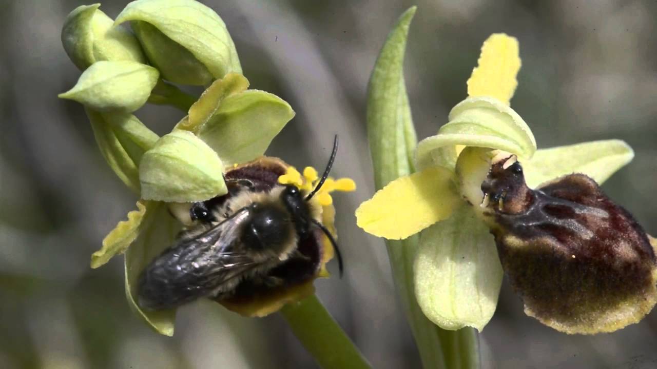 Le pollinisateur Colletes cunicularius sur l'Orchidée Ophrys occidentalis