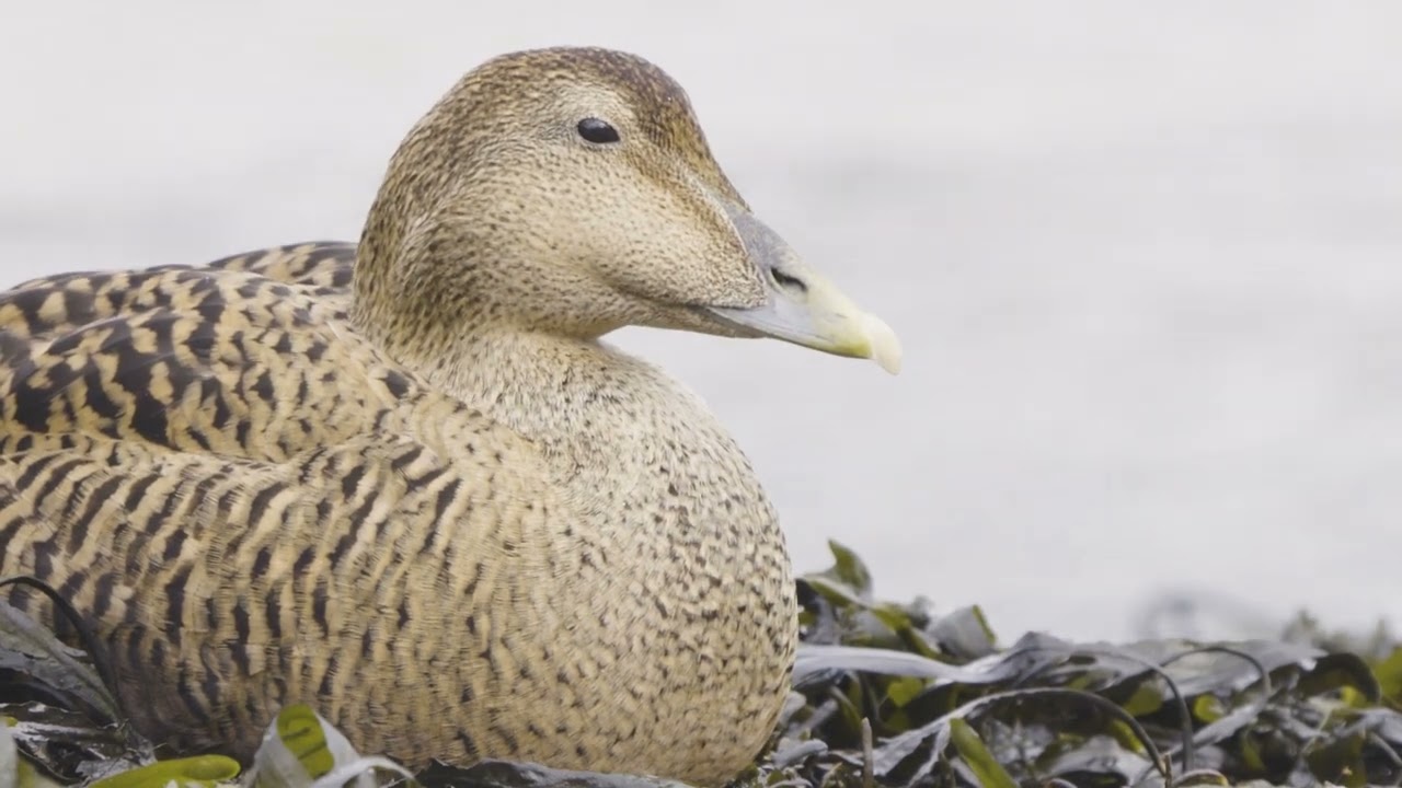 Eider Ducks of Northumberland