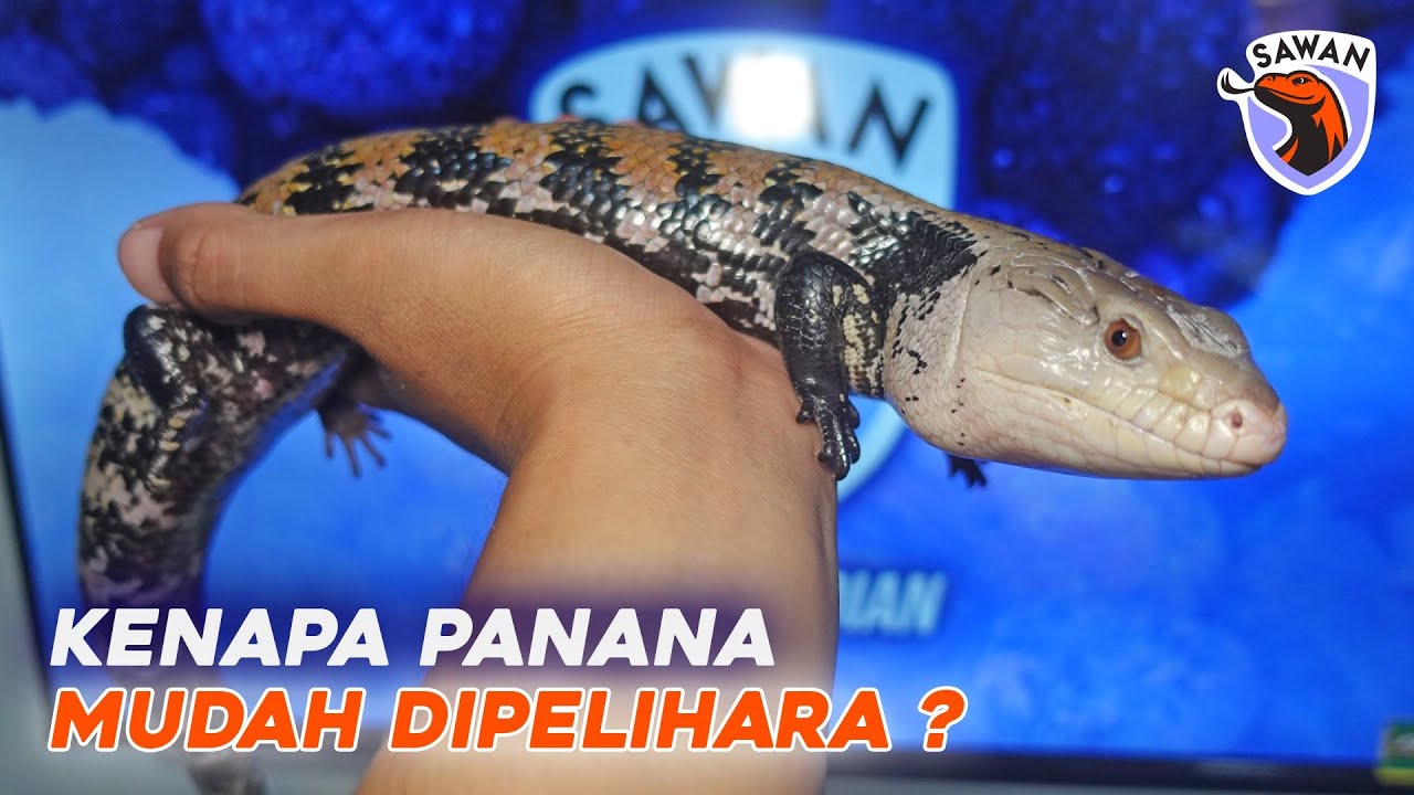 KENAPA KADAL PANANA (blue tongue skink) GAMPANG DIPELIHARA ? #SAWAN
