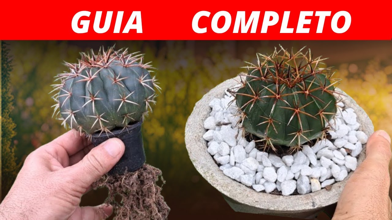 Cacto Coroa de Frade: Guia Completo como plantar cactos em vasos