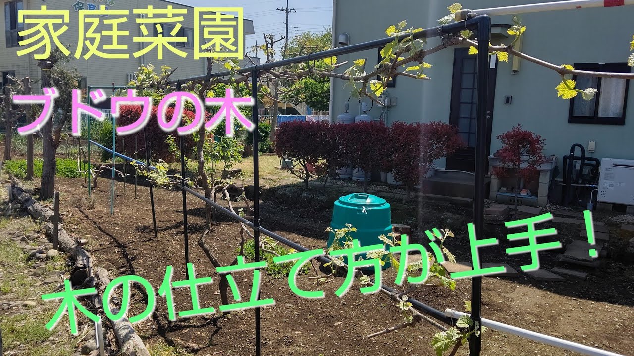 【シャインマスカット】第５回、気になる近所の家庭菜園【２件目】