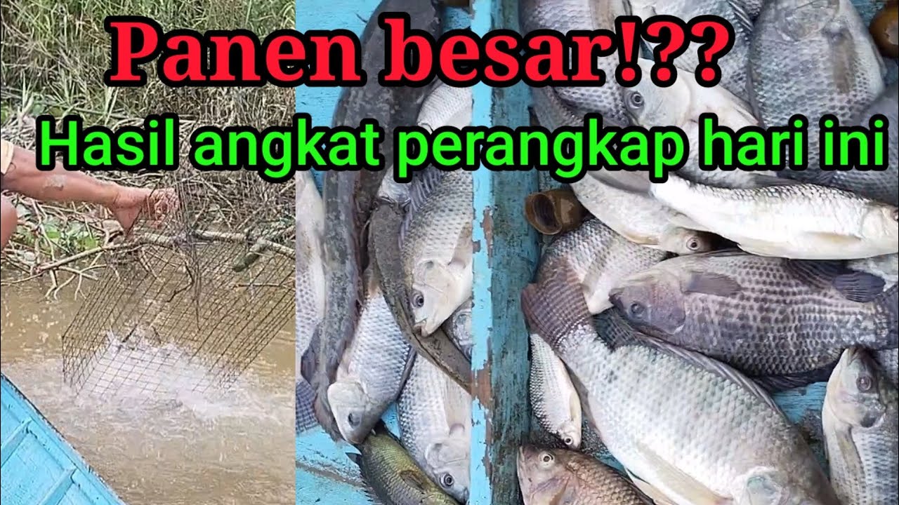 Hasil angkat perangkap ikan nila hari ini