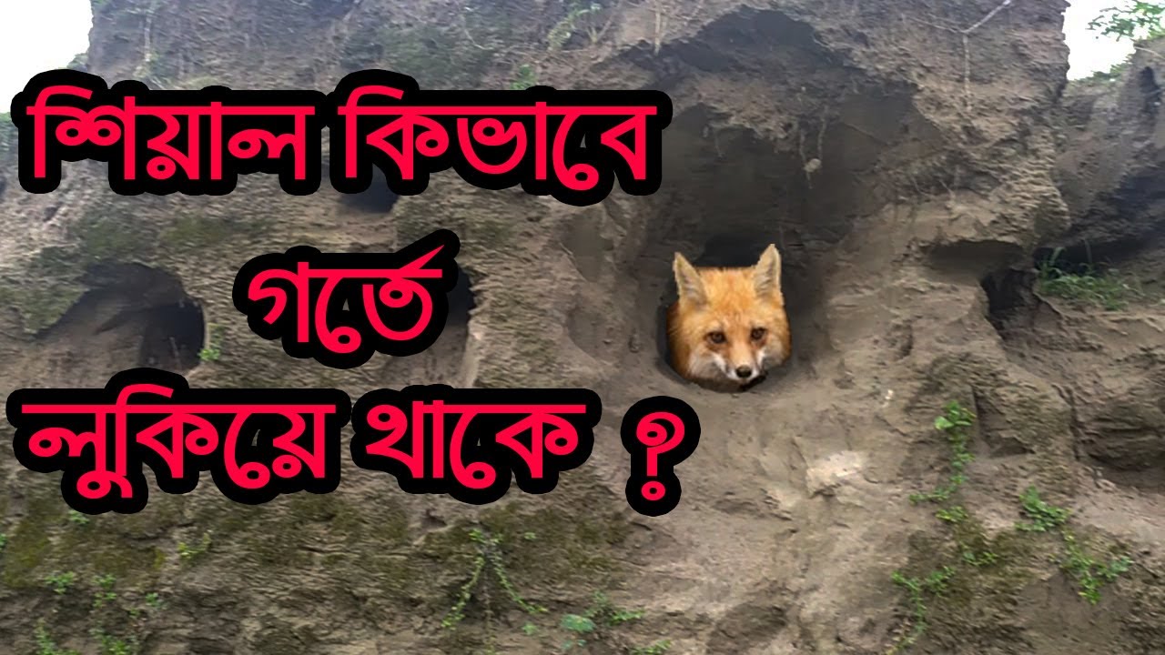 শিয়াল কিভাবে গর্তে লুকিয়ে থাকে? foxhole