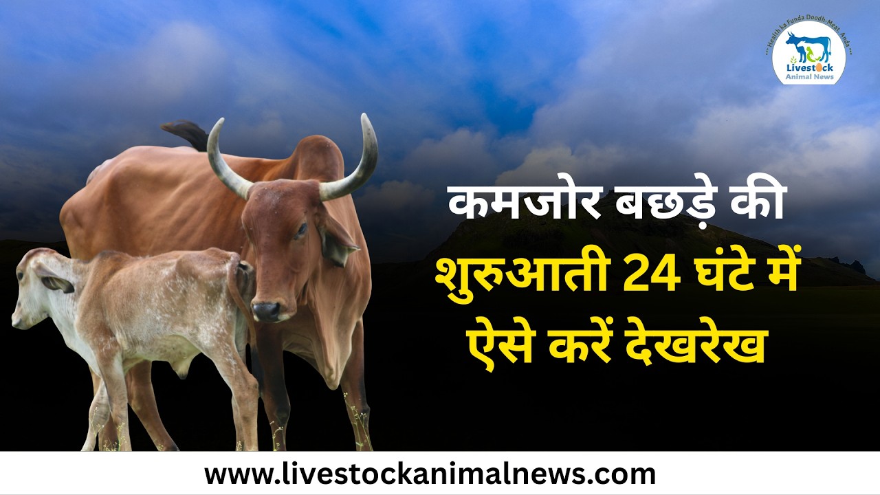 कमजोर बछड़े की शुरुआती 24 घंटे में ऐसे करें देखरेख