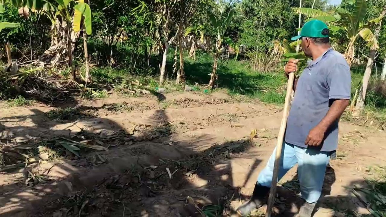 Quebrando e cortando o cambão de milho para plantar mais milho.