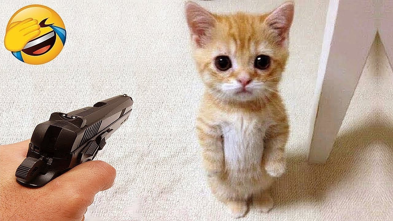 V&iacute;deos engra&ccedil;ados de gatos😆 V&iacute;deos engra&ccedil;ados de animais 😹🐈