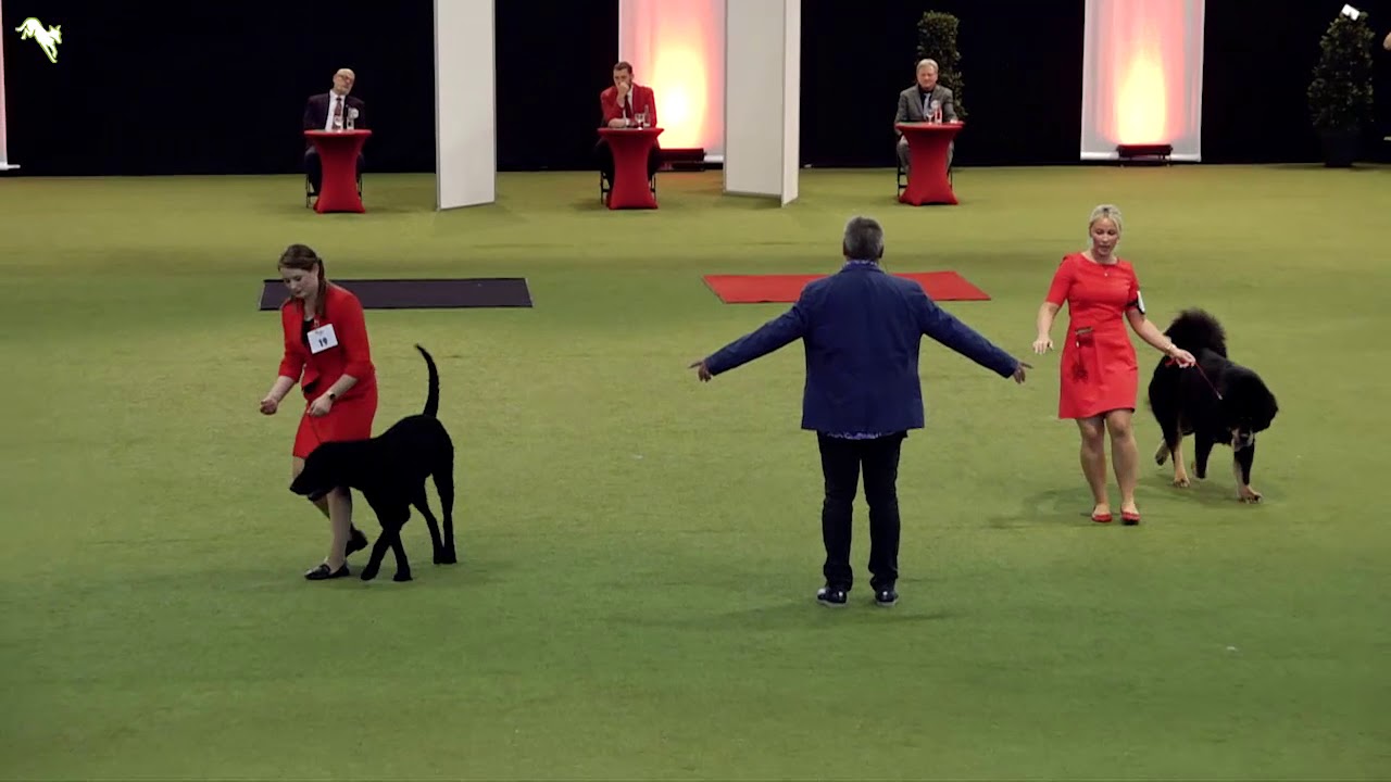VDH Bundessieger- & Herbstsieger Austellung 2019 // Tag 2 // German Dog of the Year